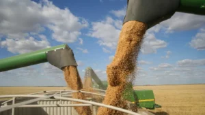Brasil bate recorde de safra e atinge 350,2 milhões de toneladas de grãos no ciclo 2024/2025