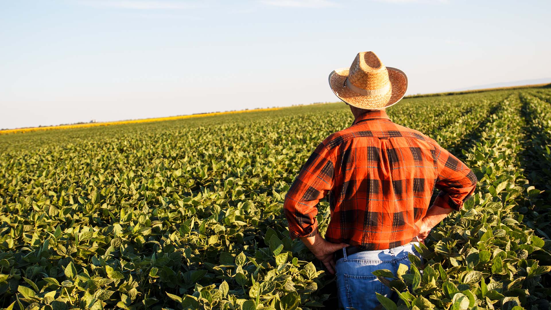 Agricultores terão queda nas margens, diz Rabobank