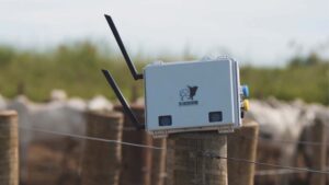 Essa startup pesa bois sem balança — e com inteligência artificial