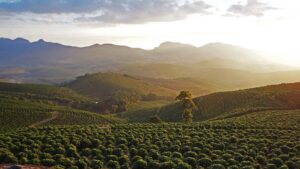 Plantação de café