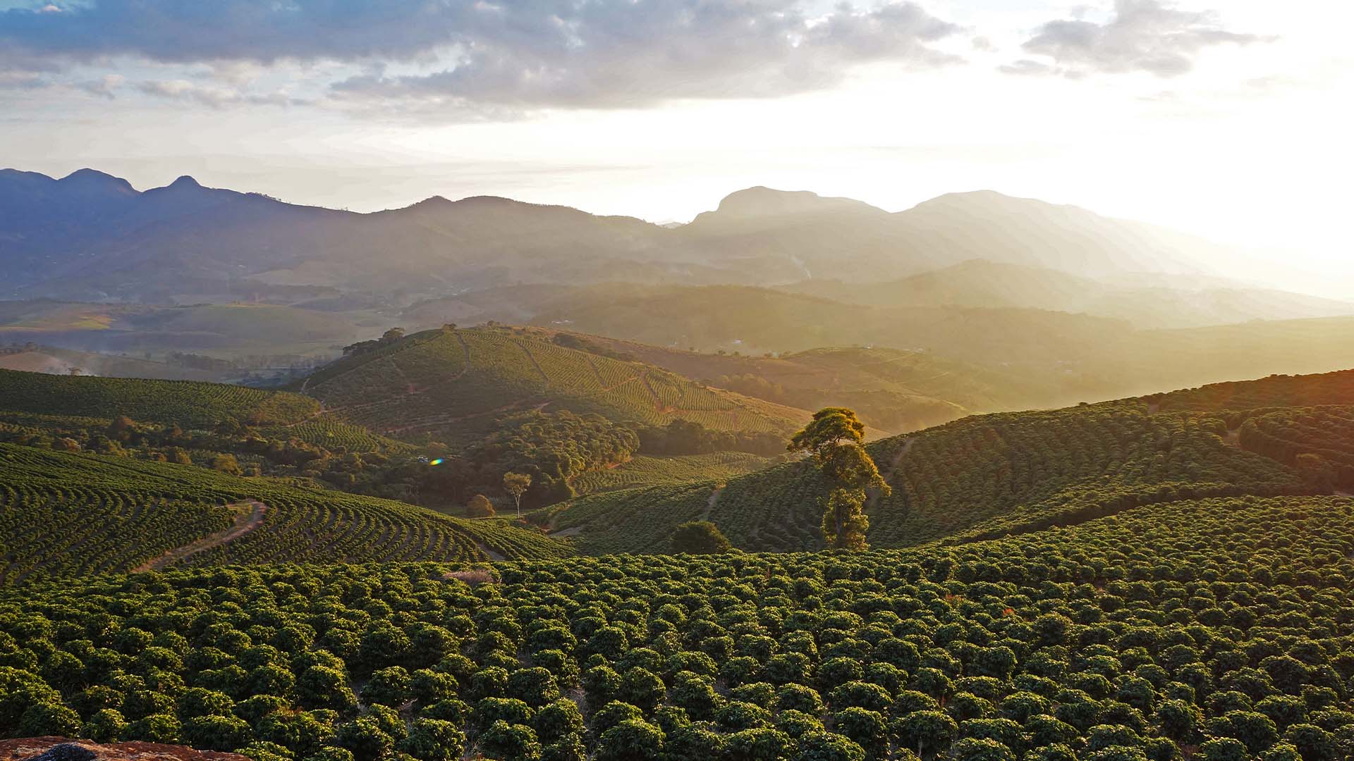 Plantação de café