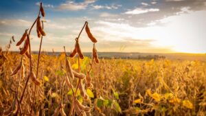 Soja. Para o Morgan Stanley, queda nas margens são resultar em menor oferta global