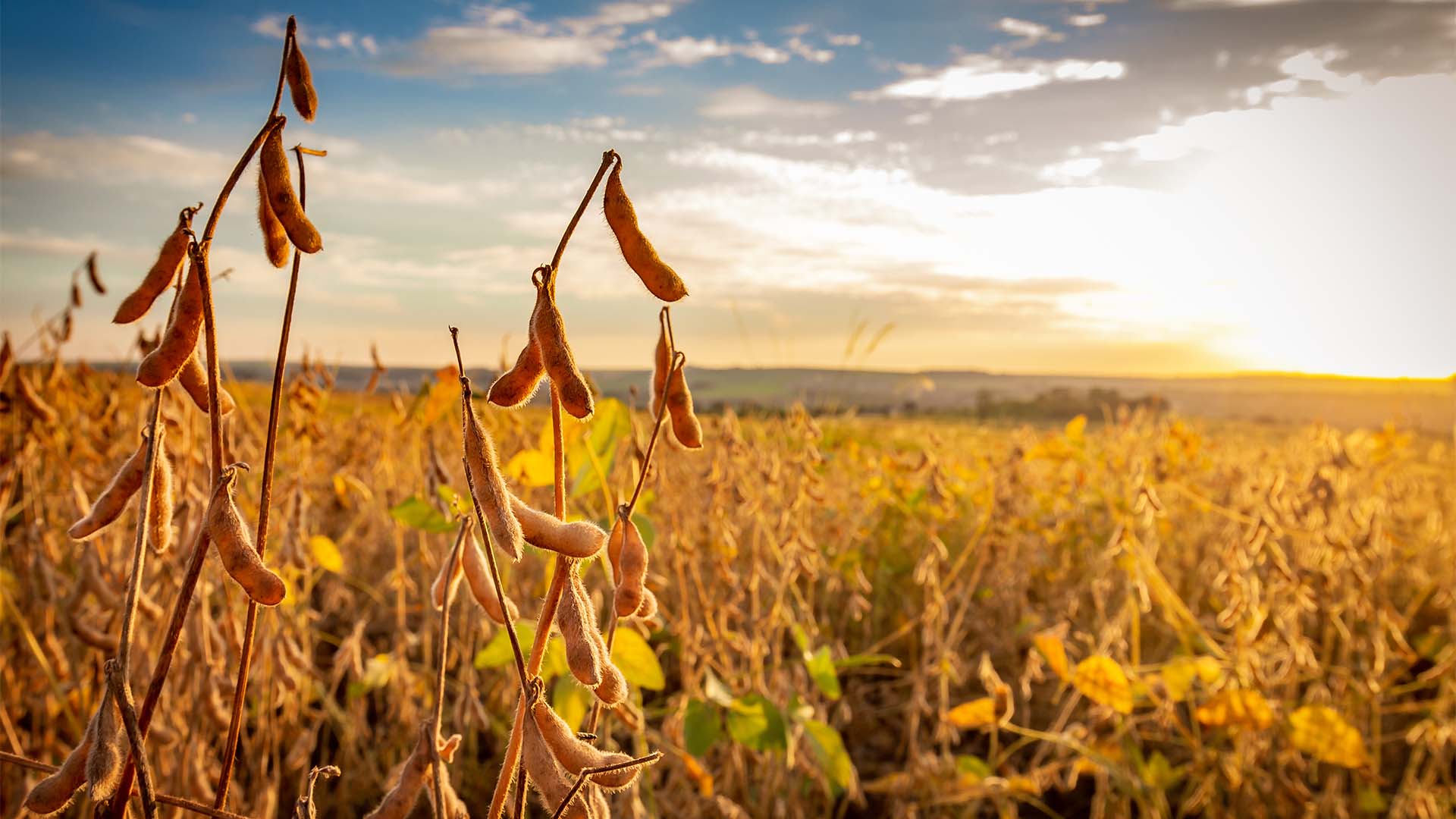 Soja. Para o Morgan Stanley, queda nas margens são resultar em menor oferta global