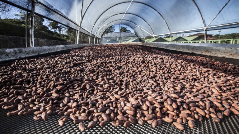 Preços pagos pelo cacau dividem produtores e indústrias na Bahia