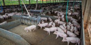 Produção de carne suína e de frango terá volume recorde em 2026