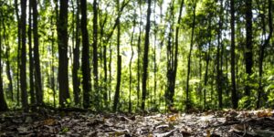 Produção florestal do país cresce 16,7% e chega a R$ 44,3 bi em 2024