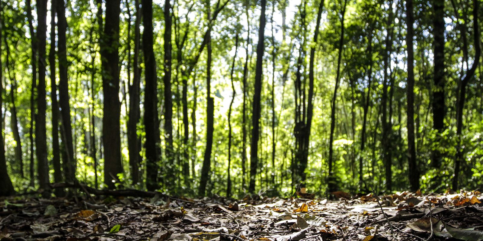 Produção florestal do país cresce 16,7% e chega a R$ 44,3 bi em 2024