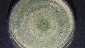 Vittia lança fungicida biológico à base de microorganismo exclusivo