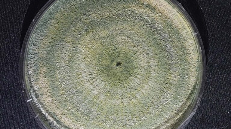 Vittia lança fungicida biológico à base de microorganismo exclusivo