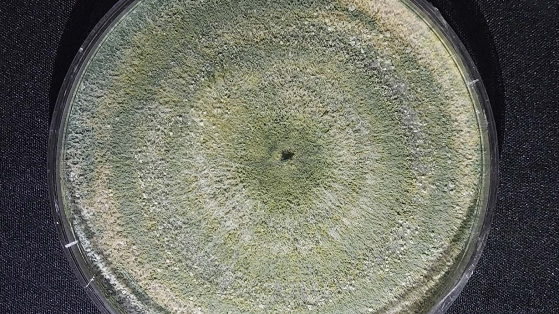 Vittia lança fungicida biológico à base de microorganismo exclusivo