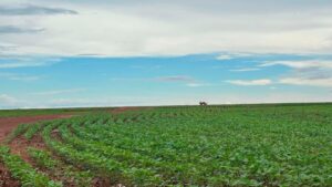 A receita do Reverte para chegar a 1 milhão de hectares até 2030