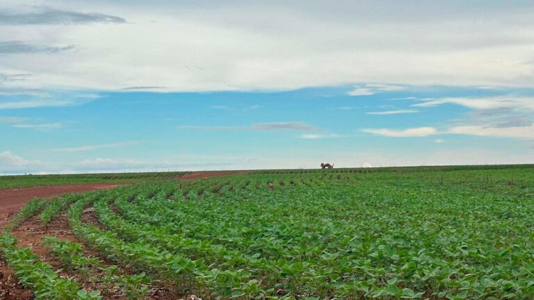 A receita do Reverte para chegar a 1 milhão de hectares até 2030