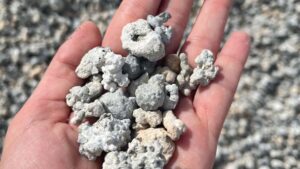 Algas são usadas em conjunto com fertilizantes e defensivos