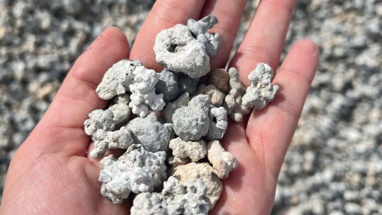 Brasil avança para tirar atraso no uso de algas marinhas no agro