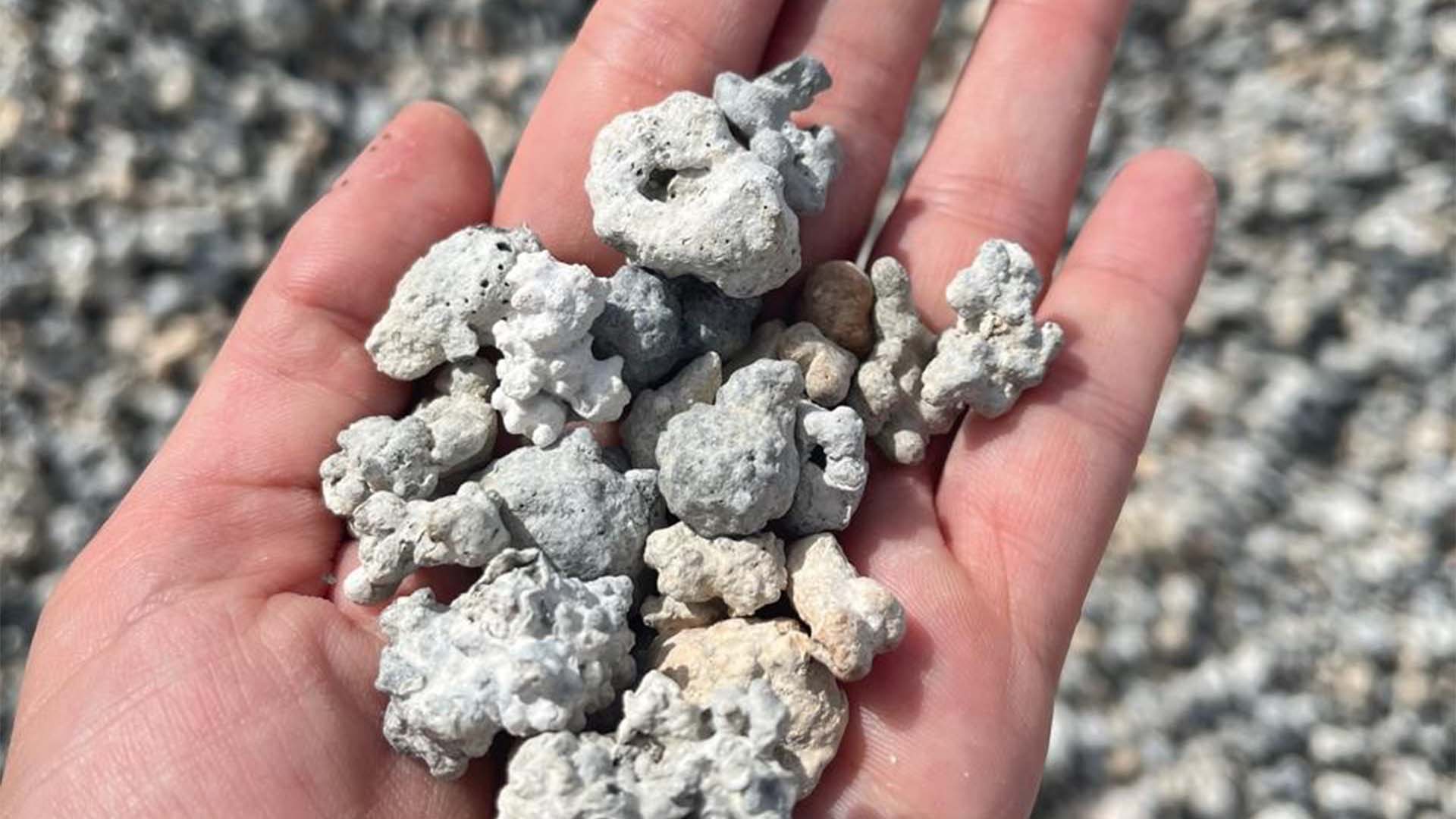 Algas são usadas em conjunto com fertilizantes e defensivos