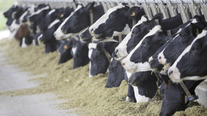 Agroforte fortalece posição na pecuária leiteira. Crédito: Divulgação