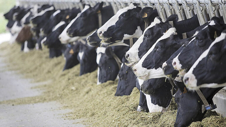 Com IA no WhatsApp, Rúmina facilita gestão das fazendas de leite