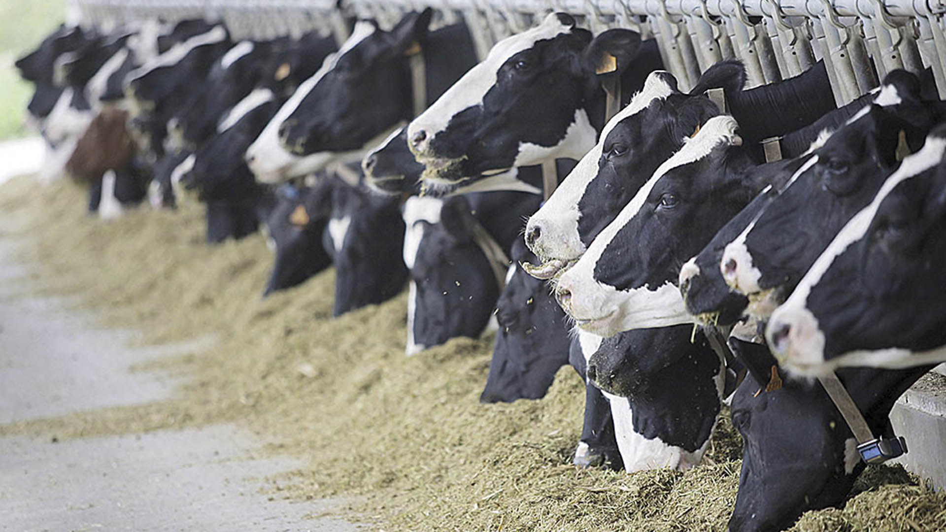 Agroforte fortalece posição na pecuária leiteira. Crédito: Divulgação