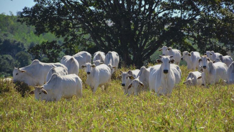 Brazilian Ranches Show Beef Can Be Carbon-Positive