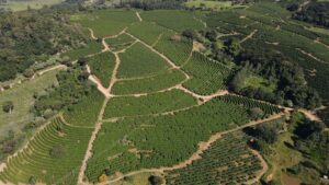 Conheça a Fazenda Nova Cintra, a 1ª em certificação regenerativa