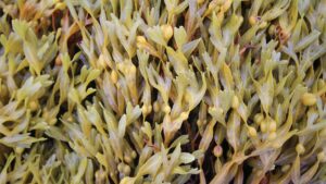 Conheça as principais algas usadas na agricultura e na pecuária