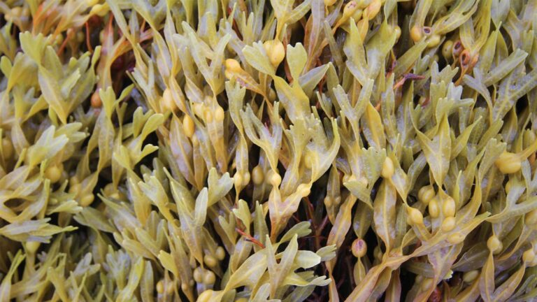 Conheça as principais algas usadas na agricultura e na pecuária