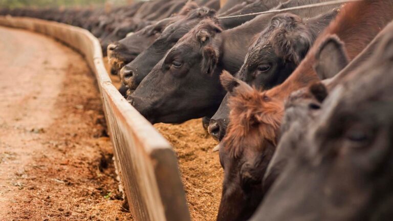 EUA vão incentivar abertura de novas áreas para pecuária