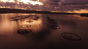 Governo discute proibir o cultivo de tilápia no Brasil