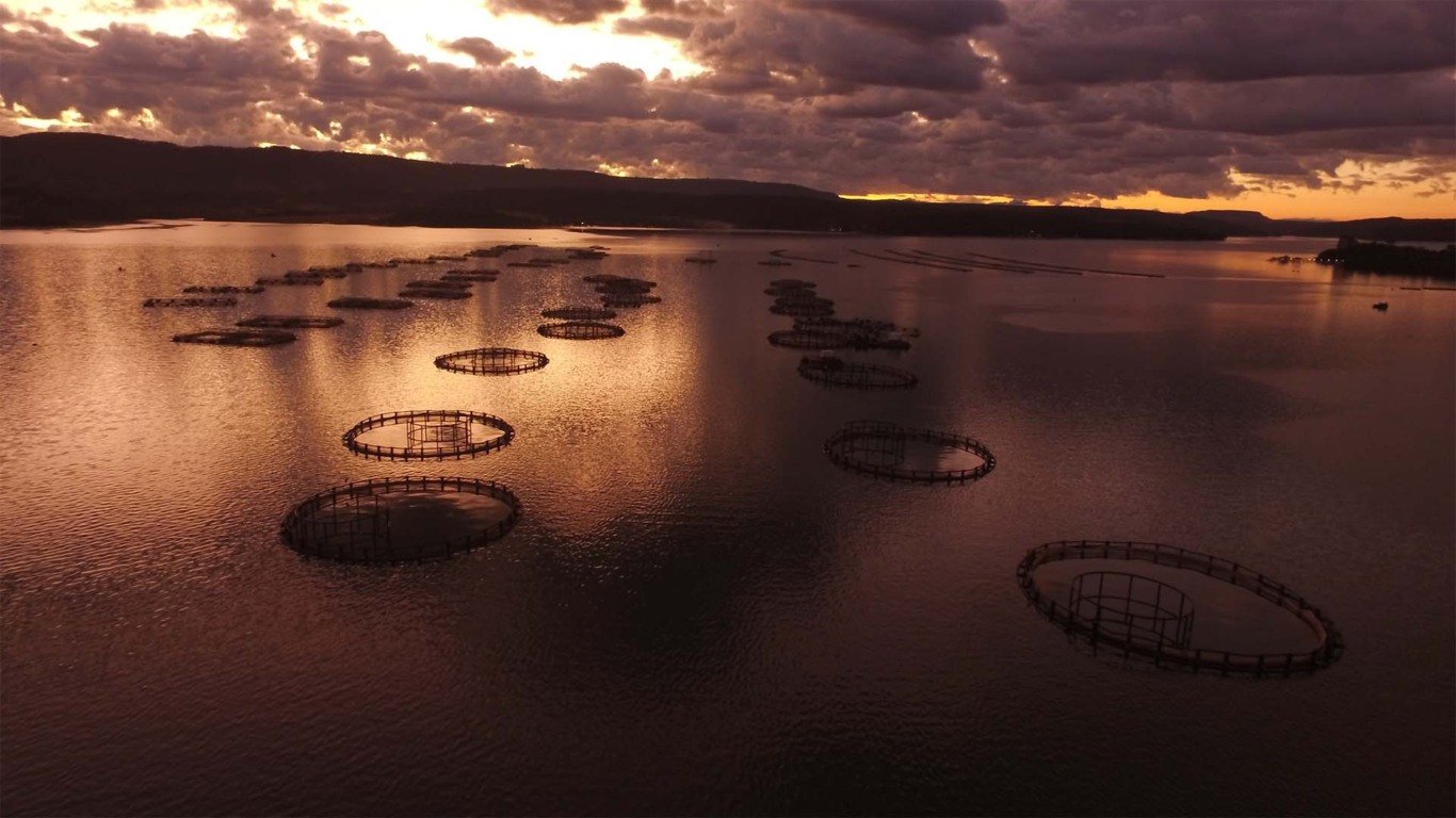 Governo discute proibir o cultivo de tilápia no Brasil