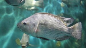 Ministério do Meio Ambiente nega intenção de banir tilápia