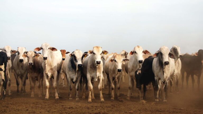 Na pecuária brasileira, a revolução que o mercado não previu