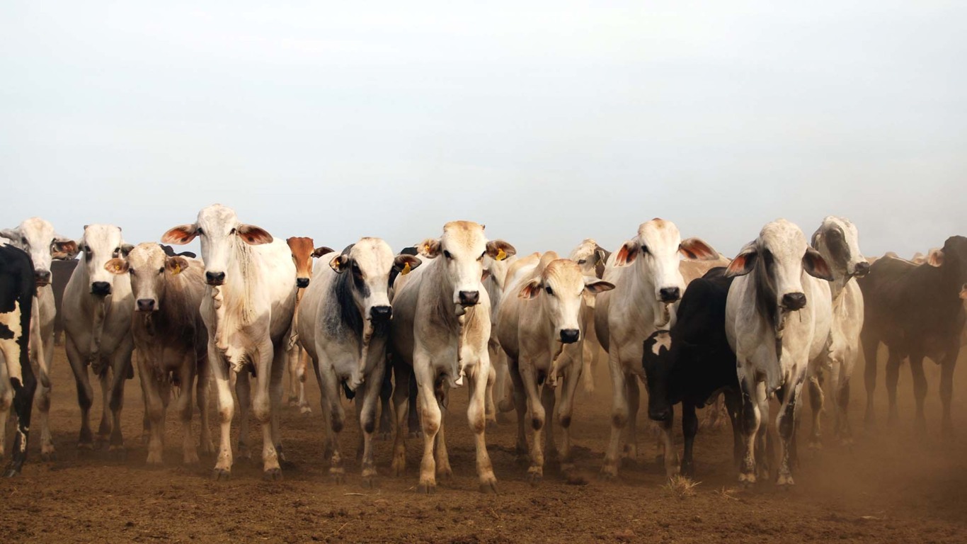 Na pecuária brasileira, a revolução que o mercado não previu