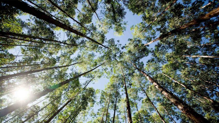O horizonte promissor das terras para florestas no Brasil