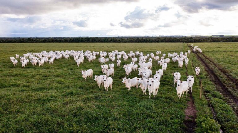Pecuaristas do MT querem que rastreabilidade chegue na embalagem da carne