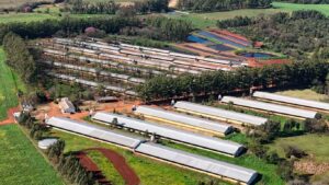 Por que a BMG Foods investiu US$ 180 milhões em carne suína