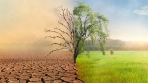 Por que “a metade da nossa sobrevivência” será o foco da COP30