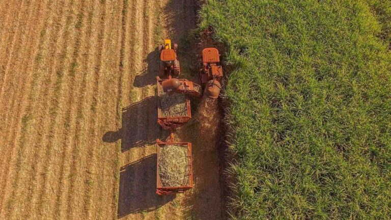 Produtividade da cana cai 6,5% até setembro, aponta CTC