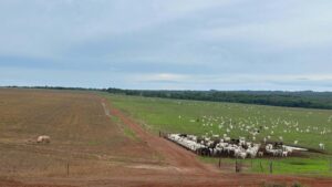 Produtores buscam margem com agricultura regenerativa