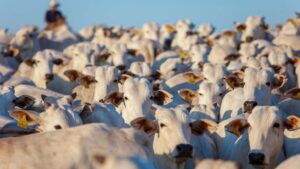 Atacadão recebe primeiro lote de carne 100% rastreada no Pará