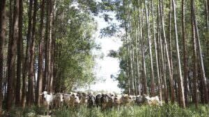 No modelo ideal, pecuária pode reduzir emissões em até 93%