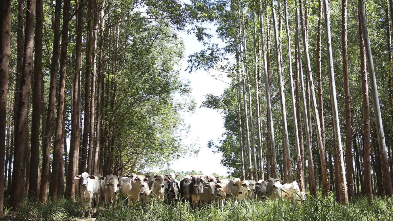 No modelo ideal, pecuária pode reduzir emissões em até 93%
