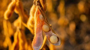 O que já sabemos sobre a safra 2026/27? Um balanço dos riscos