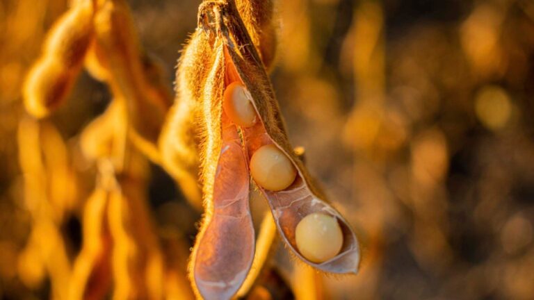 O que já sabemos sobre a safra 2026/27? Um balanço dos riscos