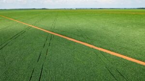 Sem venda de fazenda e perda na cana, BrasilAgro aumenta prejuízo