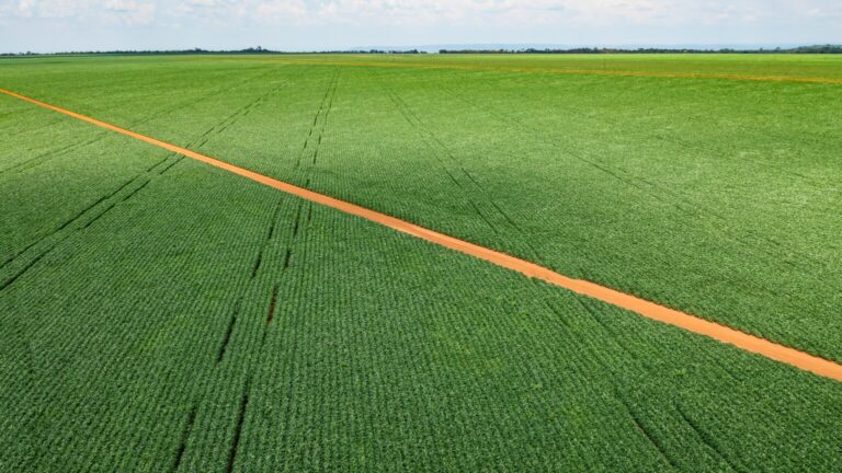 Sem venda de fazenda e perda na cana, BrasilAgro aumenta prejuízo