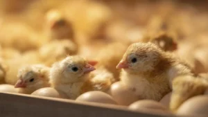 Sobra ovo, mas oferta de frango não cresce. Solução, só em 2027