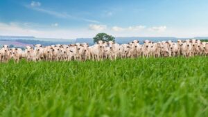 Transição energética ou recuperação de áreas degradadas? Para o GIC, os dois