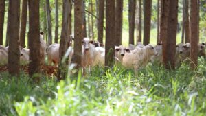 Vox levanta US$ 50 mi para financiar a transição da agricultura